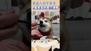 对柴犬的四个误解 #冷知识 #柴犬 #科普 #shorts