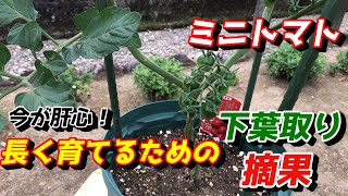 【ミニトマト】プランターで病気にならないための下葉取り　【家庭菜園】