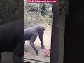 キンちゃんと相棒の赤いボール little gorilla kintaro and his friend red ball 2023.03.17 ゴリラ gorilla 京都市動物園