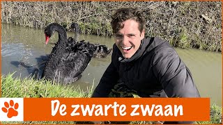 Deze zwaan zie je niet iedere dag! | DierenpraatTV