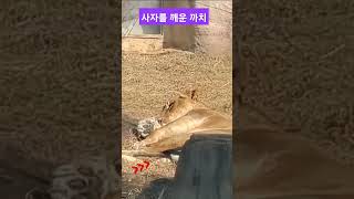 사자를 깨운 까치 #독사 #암사자 #서울어린이대공원