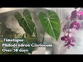 Philodendron Gloriosum Timelapse over 30 days / plant Timelapse