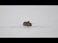 eurasian wigeon id poole harbour holes bay dorset uk