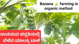 ನೈಸರ್ಗಿಕ ಪದ್ದತಿಯಲ್ಲಿ 30 ಗುಂಟೆಯಲ್ಲಿ 1000 ಬಾಳೆ ಗಿಡ ಹೇಗೆ ಸಾಧ್ಯ... ನೈಸರ್ಗಿಕ ಪದ್ದತಿಯೆಂದರೆ ಇದೆನಾ?