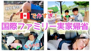 《海外の旅行》実家まで車で○時間！カナダ大きすぎる…|モーニング|野生動物遭遇|ドライブ