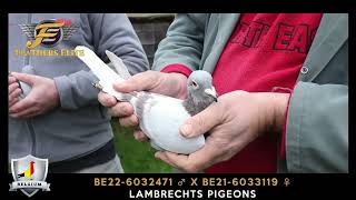 LAMBRECHTS PIGEONS 471 X 119