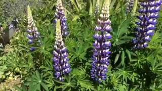 Spring Blossoms - Blue Lupin (Lupinus angustifolius) #lupin #lupinus #angustifolius #gardening