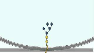 Glycosylation | Glycosylation Process in Glogi Apparatus |Detailed Explanation