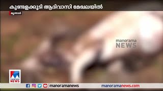 മൂന്നാര്‍ കുണ്ടളക്കുടിയില്‍ കടുവയുടെ ‍ ആക്രമണത്തില്‍ പശു ചത്തു | Munnar |Tiger attack