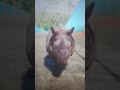 Indian Rhinoceros running on Rock (heavy)