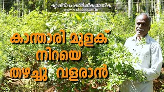 കാന്താരി മുളക്  നിറയെ തഴച്ചു  വളരാൻ