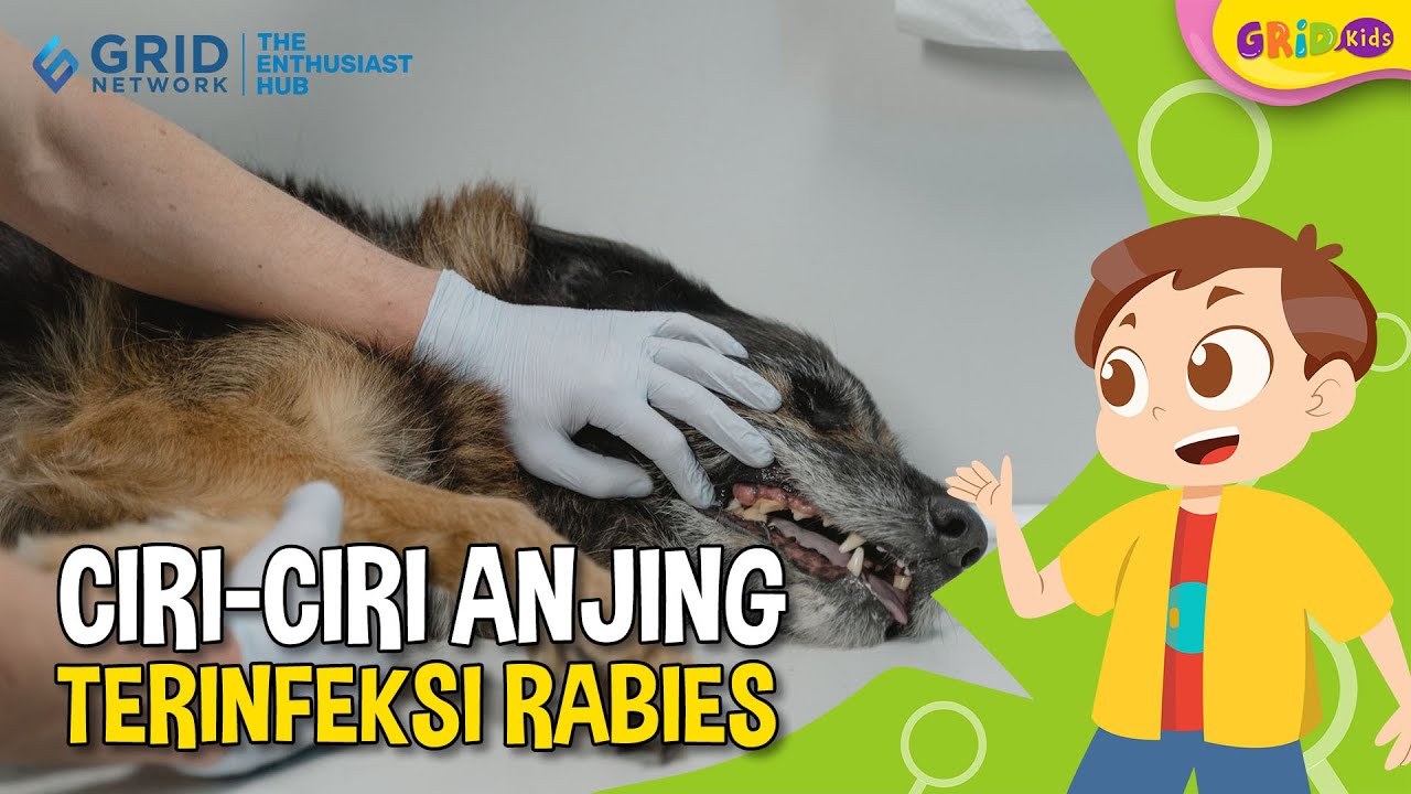 🐕 Kenali Ciri-Ciri Anjing Kena Rabies Dan Cara Pencegahannya Terbaru ...