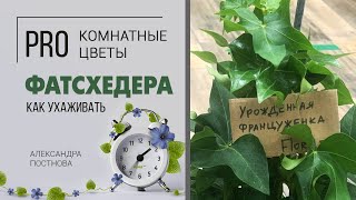 Фатсхедера - диковинная неприхотливая лиана - хедера или фатсия - чего в ней больше?