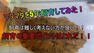 マタマタを5年飼育してみた！飼育の重要ポイントはこれだ！難しく考えなくて大丈夫！