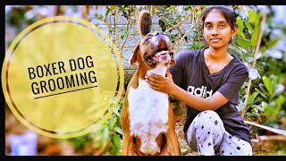 BOXER DOG GROOMING| ബോക്സർ ഡോഗ് ഗ്രൂമിങ് |Boxer Dog|Boxer Dog Malayalam|Max Boxer03