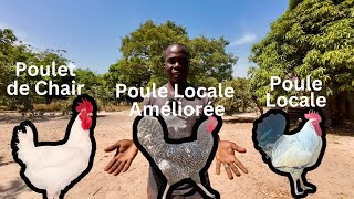 Laquelle est plus rentable? Poulets de Chair vs Poules Locale Améliorées vs Poules Locale