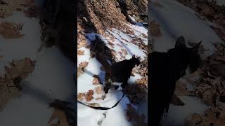 Walk 1.29.25 | Camina Explores A Frozen Creek II | Cox Arboretum #tuxedocat  #snow #hiking