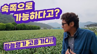 [마늘명가TV]2023.05.07  마늘명가도 공감하고있는 원가절감및경쟁력강화 농법?(귀농.귀촌.기계파종.속쪽.햇마늘)