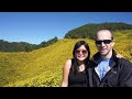 thung bua tong sunflower fields near mae hong song thailand