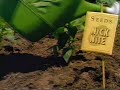 Nick at Nite Bumper - Seeds - 1995 Commercial