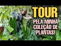 TOUR PELA MINHA COLEÇÃO DE PLANTAS RARAS NO APARTAMENTO - Jardim Atualizado e suculentas