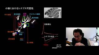 京都大学 理学研究科 MACS教育プログラム 第13回 MACSコロキウム「神経系のやわらかい情報処理」川口 真也 (理学研究科 生物物理学教室 高次情報形成学講座 教授) 2020年11月13日