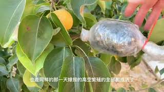 在加州最熱的時候，高空繁殖梨树，後續結果如何？看了就知道啦