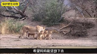 黑曼巴毒蛇咬伤母狮，母狮痛苦在泥潭中挣扎，它最终能否自愈？