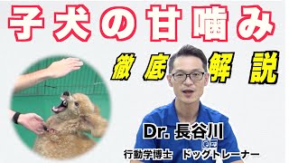 【子犬のしつけの決定版】子犬の甘噛み（噛みつき）を徹底解説！ どうすれば、噛まれない様になるの？！