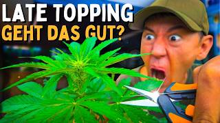 Just cut it! 😨 Topping sooner or later? This is what happened! Episode 1