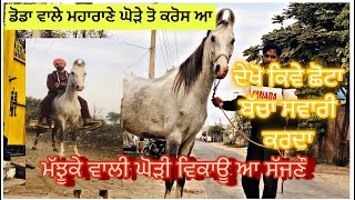 ਲਓ ਜੀ ਮੱਝੂਕੇ ਵਾਲਾ ਅਸਲਾ ਦੇਖੋ ਤੇ ਦੱਸੋ ਕਿਵੇ ਲੱਗੀ new majuke line mare for sale #jitastudfarm