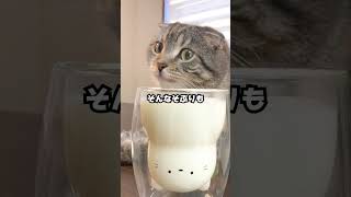 【閲覧注意】猫の\