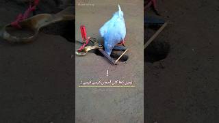 Pigeon trap | best bird trap | part 2 #shorts #youtubeshorts #ytshorts