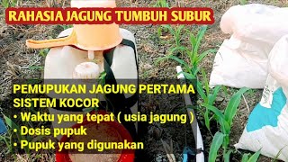 pupuk kocor jagung pertama dengan urea dan Phonska hasilnya lebih subur