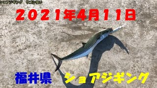 2021年4月11日福井県ショアジギング【サゴシ狙い】