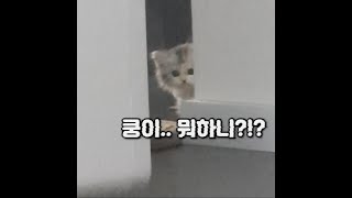 쿵이야...모하니?? ㅣ 창고대방출 귀여운쿵이모음 ㅣ쿵이는 스코티쉬 스트레이트에요