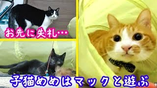 ＜2匹の猫通信＞ハッチとマックの「ほっこりライブ」子猫めめはマックと遊ぶ事になった？　- Cats Live in the bedroom.LIVE Stream.