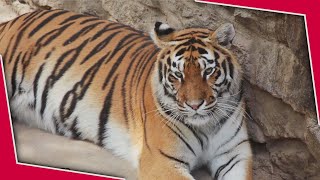 Relaxing Music | Chinese Bamboo Flute | Piano - Meditation Music - Healing +Tigers wild life .