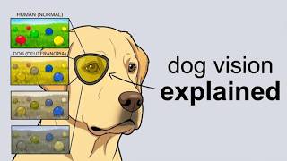 Why Your Dog STEALS Your Spot? (Science Explained)