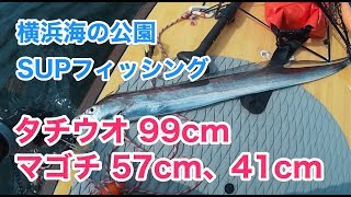 【タチウオ99cm、マゴチ57cm、41cm】SUPフィッシング@横浜海の公園20190901