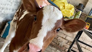 Ayrshire calf breed beauty