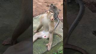 Million pitiful Mr pongo #viralvideo #babymonkey