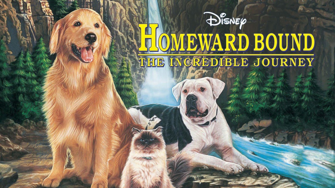 Homeward Bound: The Incredible Journey 1993 Disney Film | Review - YouTube