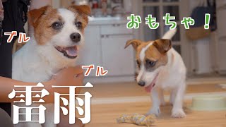 激しい雷にプルプル怯える兄犬と気にしない脳筋な子犬/ジャックラッセルテリア