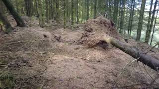 A walk through the Forest in the Blackdown Hills in Somerset