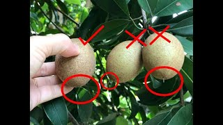 人心果 熟了吗 ？ 可以摘了吗？ When the Sapodilla can be picked 学到80仍嫌少