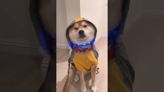 一穿雨衣就freeze的柴犬小woo #柴犬 #shibainu #萌宠