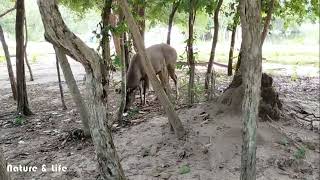 Deer | សត្វក្តាន់ | Nature Life