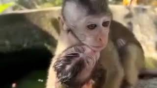 Very intelligent baby monkey end is will all is will