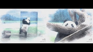 20190907 圓仔解放青團後，終於打下窩窩頭 The Giant Panda Yuan Zai